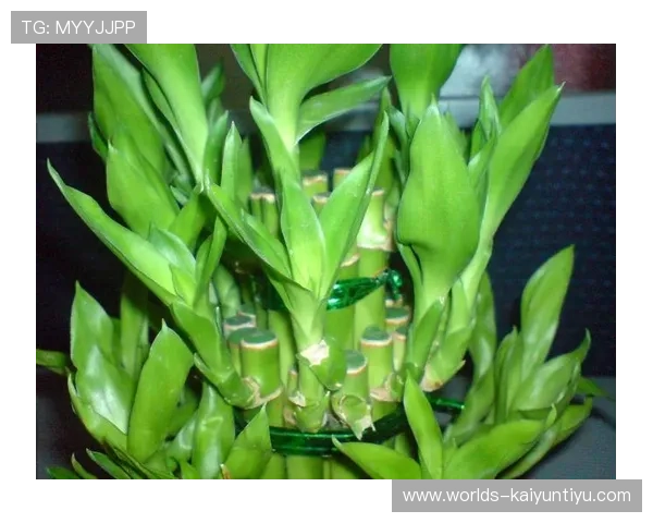 在网络游戏中使用开运竹的最佳方式，帮助玩家增强运势、改善运气的实用建议